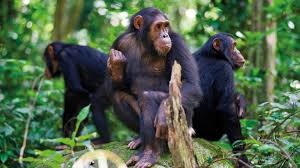 Census confirms 426 chimpanzees in Bwindi in Uganda | News