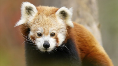 Earth Day, a new look at travel: where impact and experience come together | News