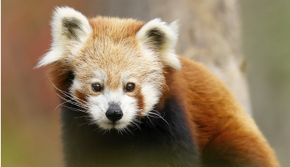 Earth Day, a new look at travel: where impact and experience come together | News