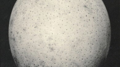 *Ostrich Eggshell Cups of Mesopotamia and the Ostrich in Ancient and Modern Times* (1926) — The Public Domain Review