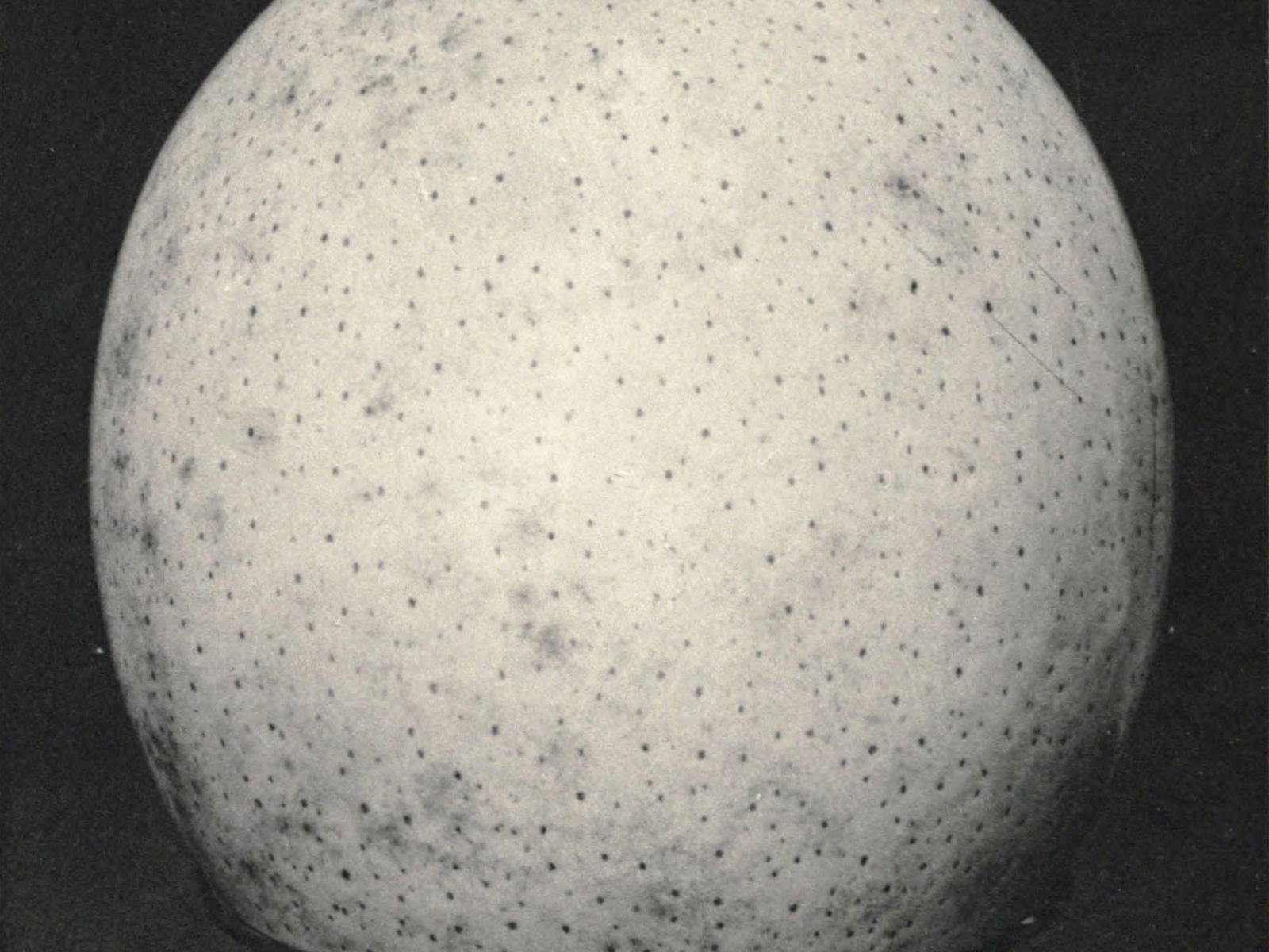 *Ostrich Eggshell Cups of Mesopotamia and the Ostrich in Ancient and Modern Times* (1926) — The Public Domain Review