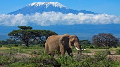 Tanzania: Africa's gold travel standard and the journey ahead | Focus