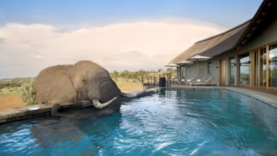 Travel promoters appointed as UK and European representatives for Mhondoro Safari Lodge & Villa | News