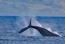 Whale Watching Adventures in Cabo San Lucas: A Complete Guide to the Best Tours | News