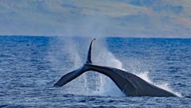 Whale Watching Adventures in Cabo San Lucas: A Complete Guide to the Best Tours | News