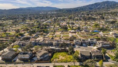 The oak forest of Altadena