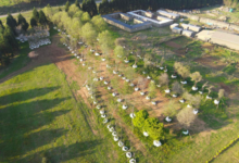 27 Trees get a new home in Brahman Hills | News