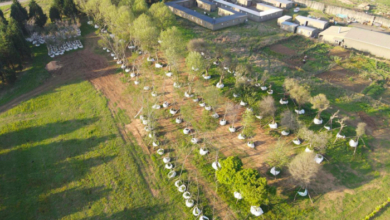 27 Trees get a new home in Brahman Hills | News