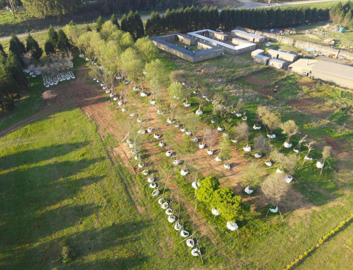 27 Trees get a new home in Brahman Hills | News