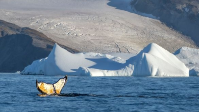 Aurora Expeditions records record Antarctic season 2025/26 | News