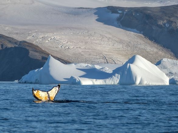 Aurora Expeditions records record Antarctic season 2025/26 | News