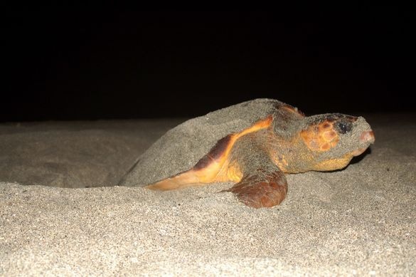 Celebrate Earth Day with the specialist brands of Serenity Holidays | News