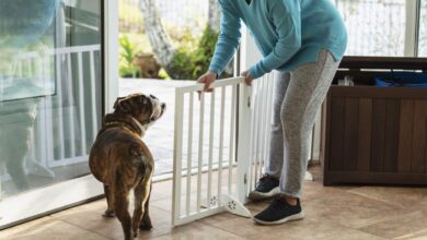 Dog-friendly home design ideas for a cleaner and safer living space