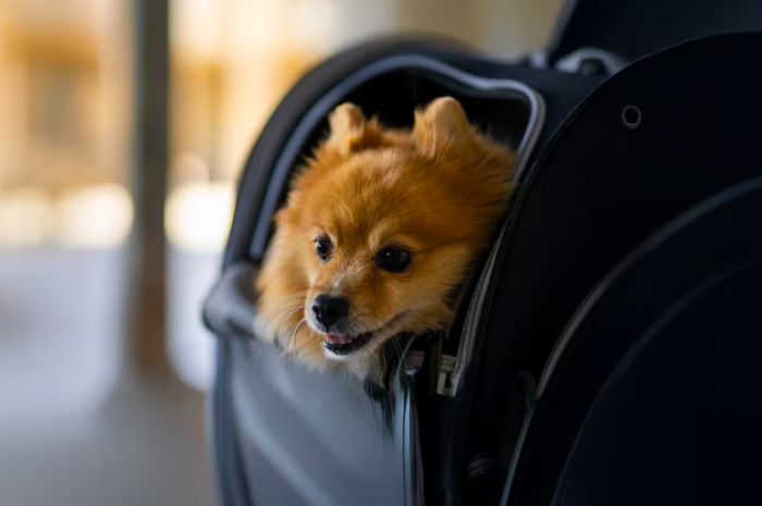 Etihad Airways makes traveling with pets more accessible | News