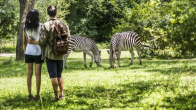 Experience Victoria Falls at its peak with Avani's newly revamped resort | News