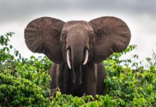 Hariom Travels & Tourism LLC – reshaping the narrative of African tourism | Focus