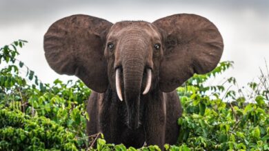 Hariom Travels & Tourism LLC – reshaping the narrative of African tourism | Focus