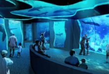 SeaWorld San Diego's All-New Shark Encounter – Opens May 22 with New Species | News