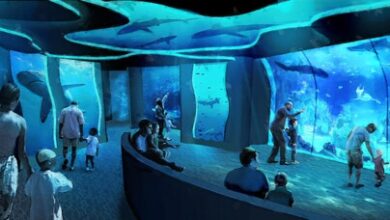 SeaWorld San Diego's All-New Shark Encounter – Opens May 22 with New Species | News
