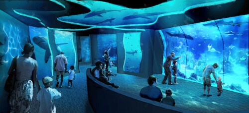 SeaWorld San Diego's All-New Shark Encounter – Opens May 22 with New Species | News
