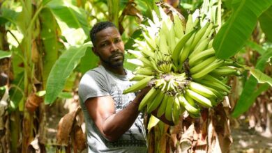 Shockwaves from the war in the Middle East are reaching the Caribbean as food prices rise