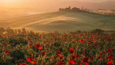 Springtime Sips: Expert Picks for Europe's Most Beautiful Vineyards to Visit This Season | News