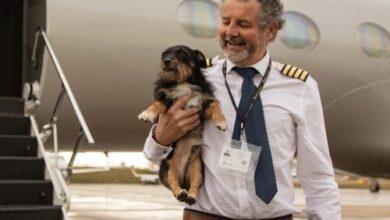 Vicuna Air Expands US Cabin Pet Travel Network with New Routes | News