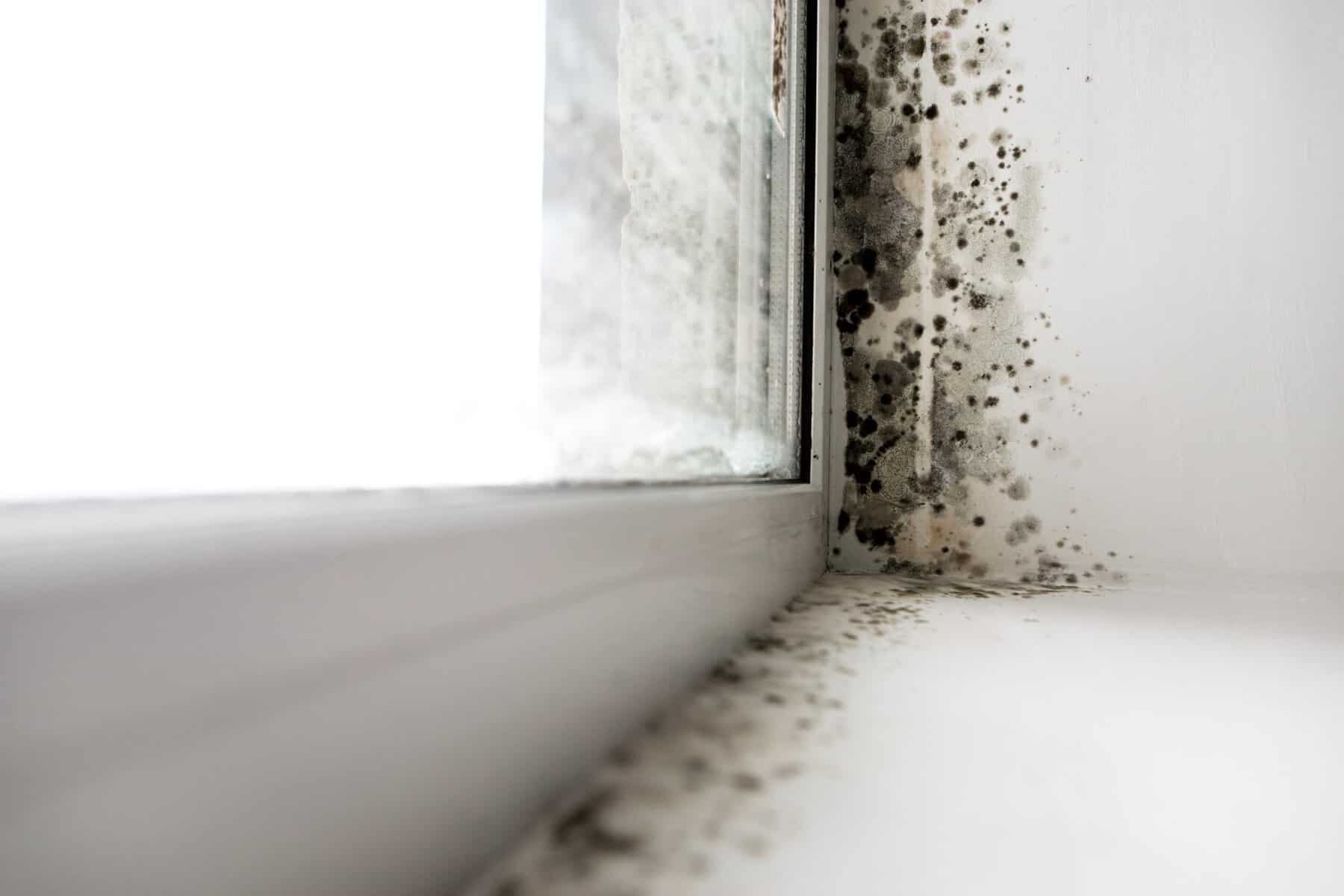 where does mold grow in a house