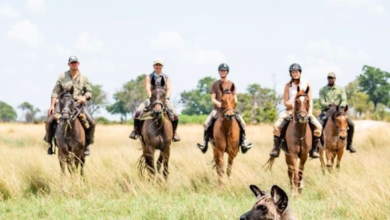 A new direction for the Okavango Delta: Okavango Horse Safaris launches artist-led retreats | News