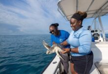 ATLANTIS PARADISE ISLAND, BAHAMAS COMMEMORATES WORLD OCEAN MONTH | News