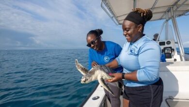 ATLANTIS PARADISE ISLAND, BAHAMAS COMMEMORATES WORLD OCEAN MONTH | News