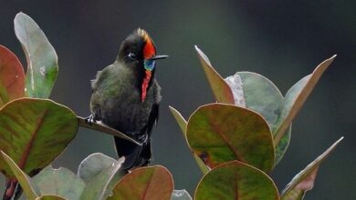 Colombia leads the world in having the largest number of birds in the world | News