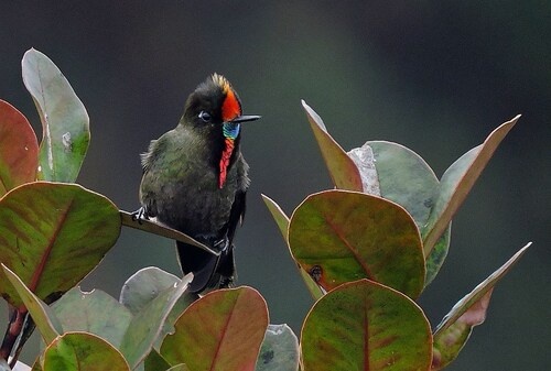 Colombia leads the world in having the largest number of birds in the world | News