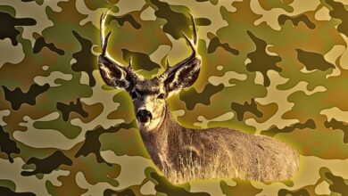 Montana agent jailed for using real estate license to access land and poach trophy mule deer