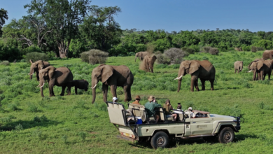 Dream safari season starts in Mashatu in Botswana | News