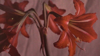 Harold A. Taylor's Autochromes of California Flowers (early 20th century) - The Public Domain Review