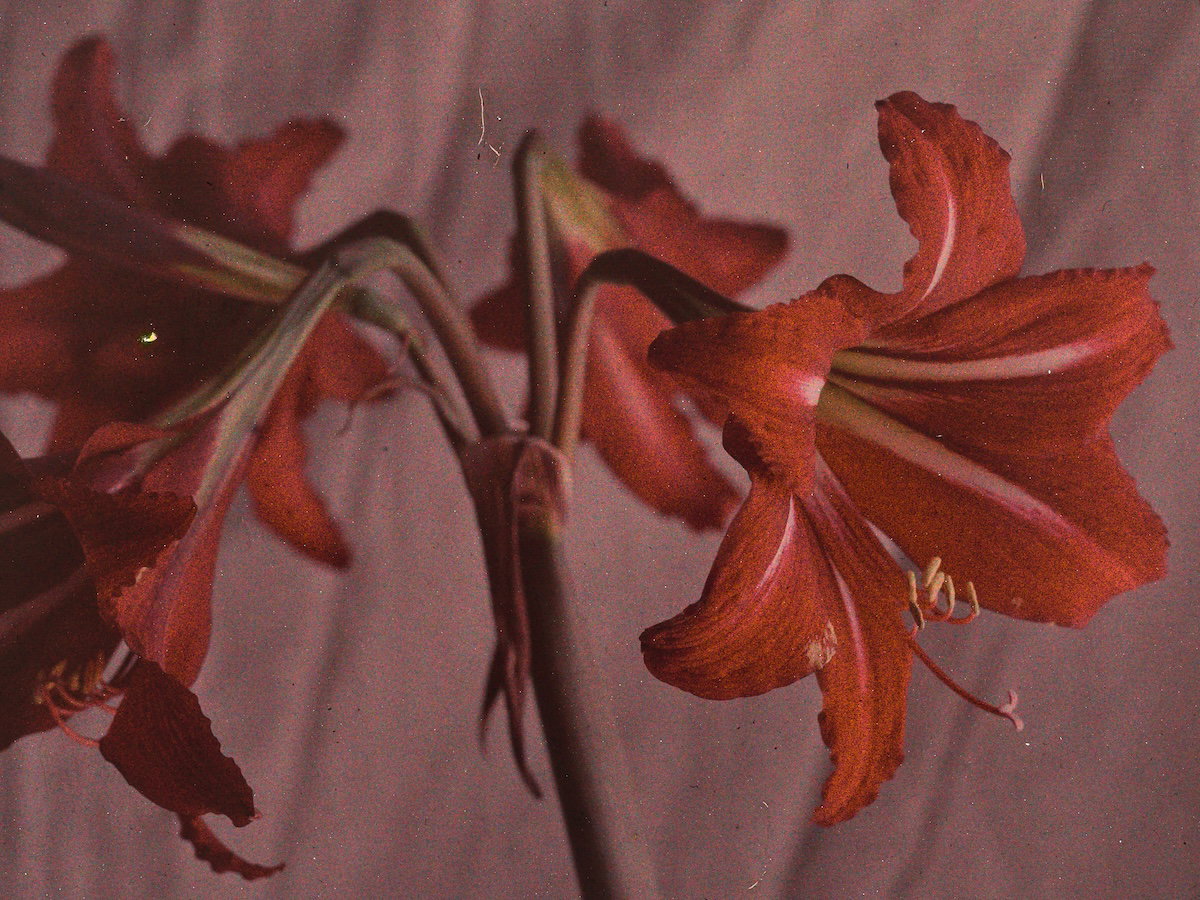 Harold A. Taylor's Autochromes of California Flowers (early 20th century) - The Public Domain Review