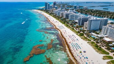 Miami Beaches Brace For Worst Sargassum Season On Record