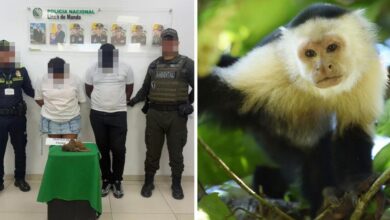 Monkey dies after couple 'tried to hide live animals in their underwear'