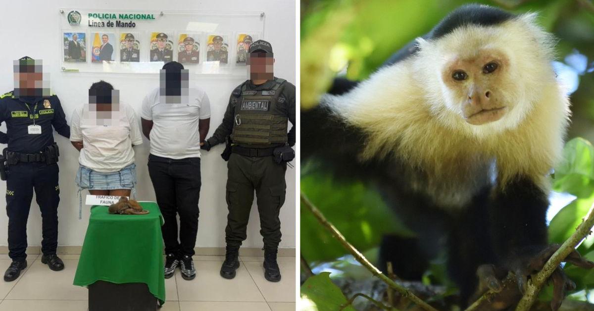 Monkey dies after couple 'tried to hide live animals in their underwear'