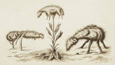 The Zoophyte of Tartary - The Public Domain Review