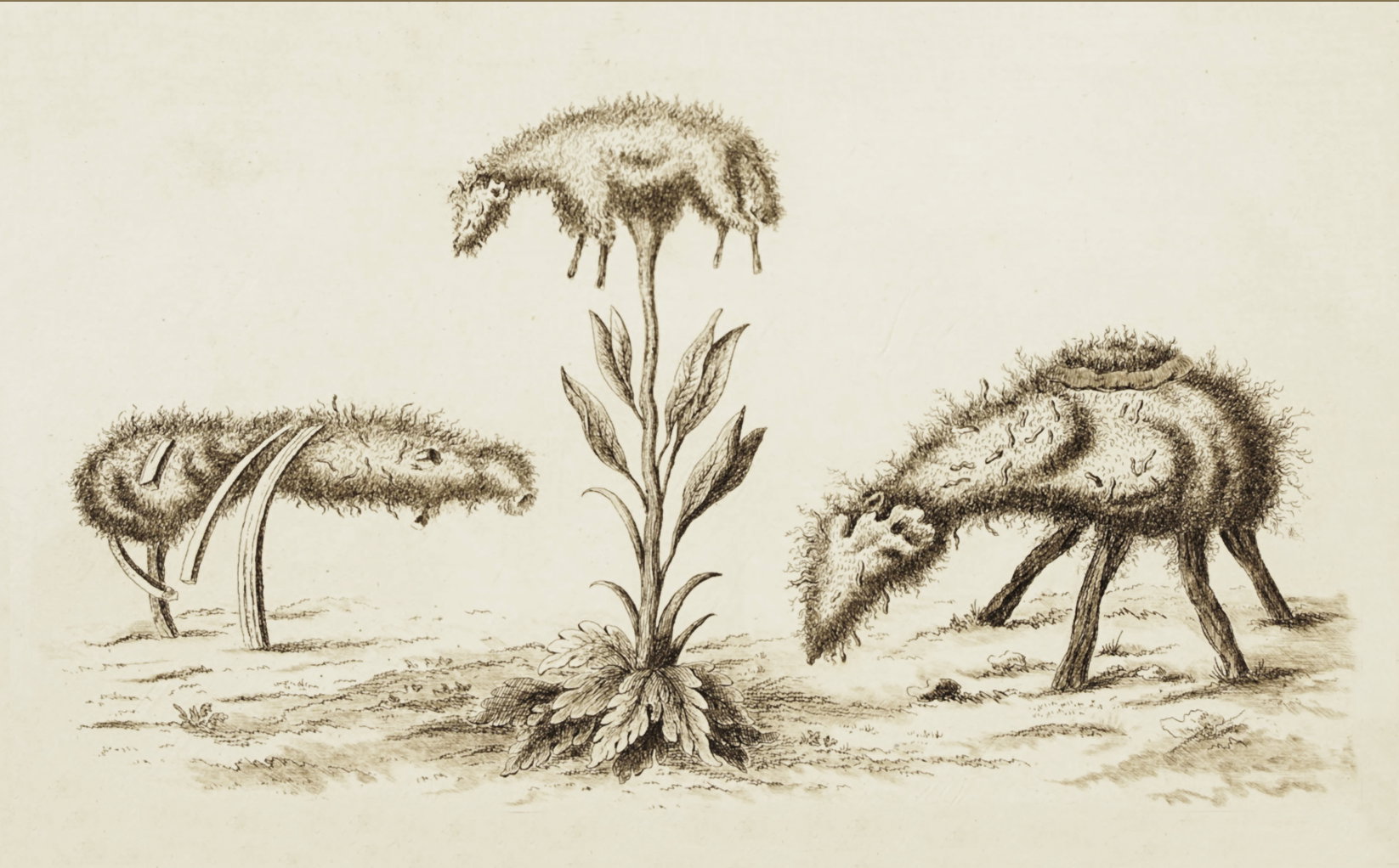 The Zoophyte of Tartary - The Public Domain Review