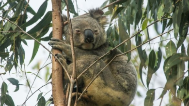 Vision Walks Eco-Tours joins Australian Wildlife Journeys to strengthen premium wildlife tourism | News