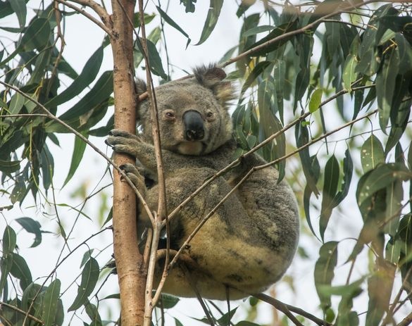 Vision Walks Eco-Tours joins Australian Wildlife Journeys to strengthen premium wildlife tourism | News