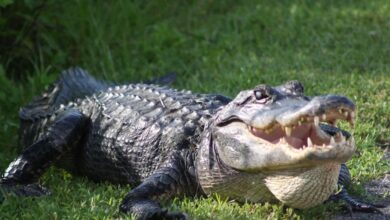 A California couple witnesses a man being mauled to death by a crocodile on the beach