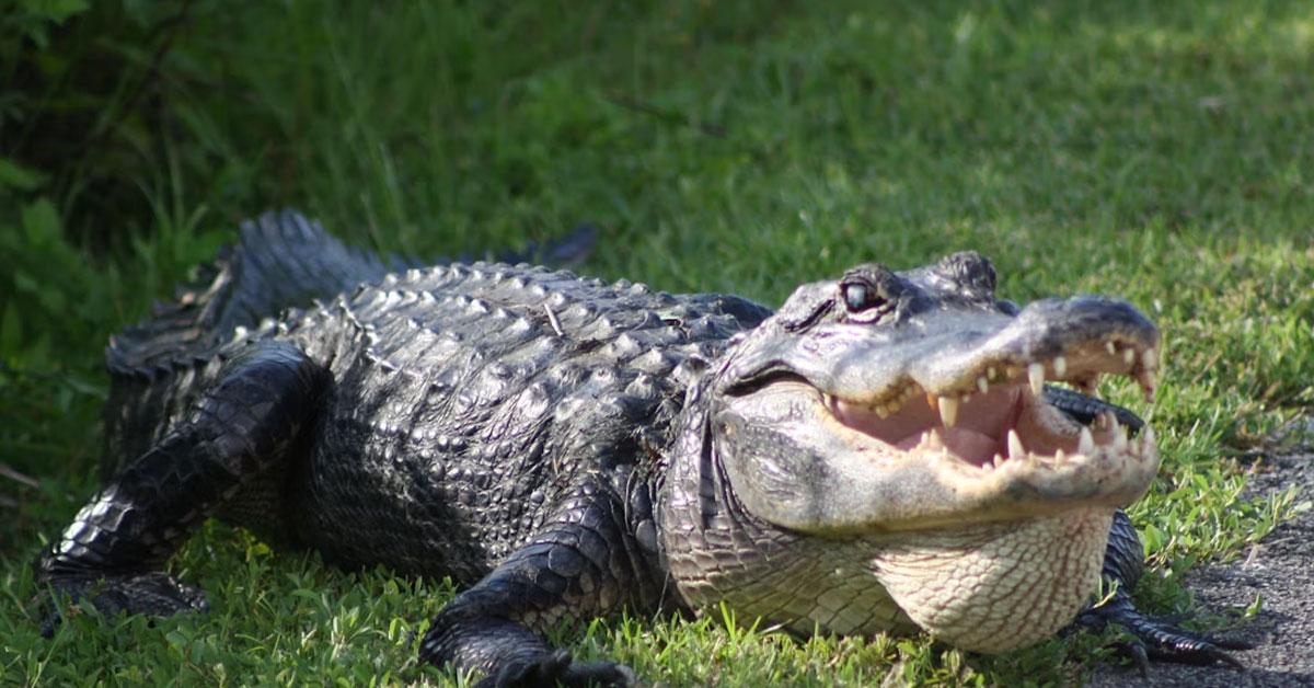 A California couple witnesses a man being mauled to death by a crocodile on the beach