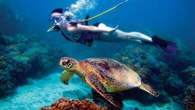Aquatic Experience in the British Virgin Islands receives prestigious International Telly Award 2026 | News