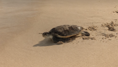 Jumeirah marks World Sea Turtle Day | News