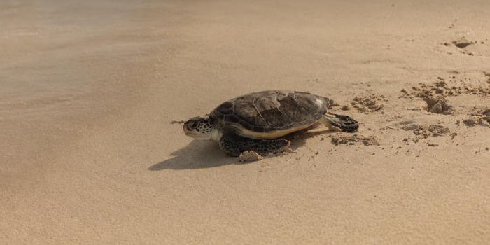 Jumeirah marks World Sea Turtle Day | News