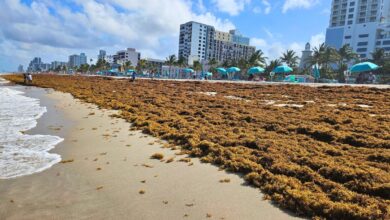 Record Levels of Sargassum Invading Florida Beaches in 2026